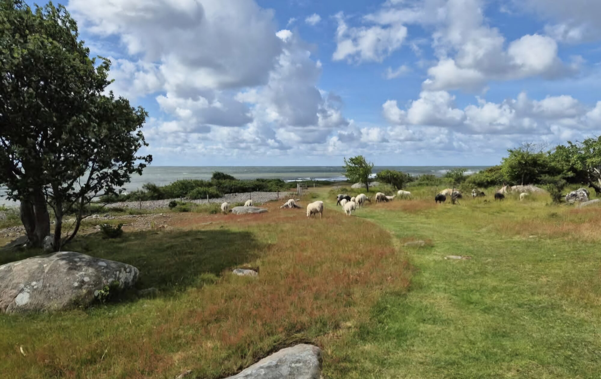 Får som betar på naturbetesmark vid Hallands kust en ljus dag